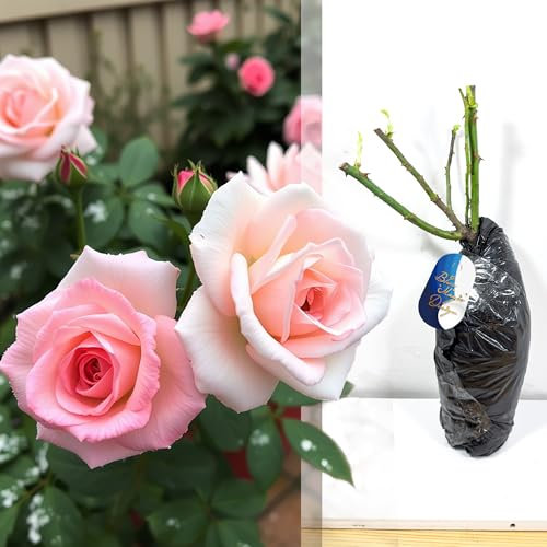 Rosa arbusto rosa a radice nuda resistente The Queen - eleganti fiori per siepi, tralicci, bordi del giardino e paesaggistica