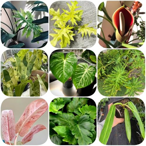 Semi di filodendro - esotiche serre da balcone decorazione del soggiorno prodotti sostenibili resistenti per il giardino da ufficio d'appartamento che 400pcs