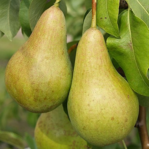 Abate Fetel, Birnenbaum, Niedrigstamm (kleinbleibend), 120-140cm im Topf