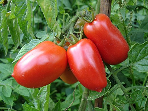 Viridis Hortus - Tomato San Marzano - 40 Vegetable Seeds (Delicious, Elongated Fruit)