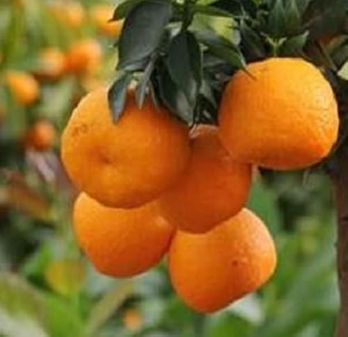 PianteWeb pw-chinotto-fitocella