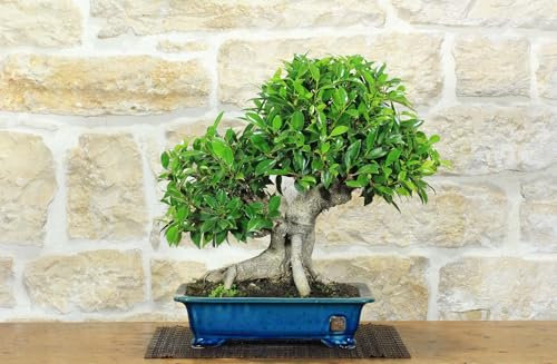 Bonsaï Ficus Retusa (162)