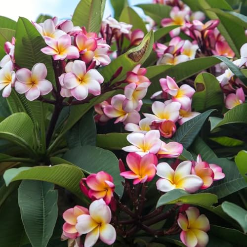 frangipani - plumeria - deko topfpflanzen draußen winterhart züchten, zierbaum gartenpflanzen winterhart mehrjährig 300samen