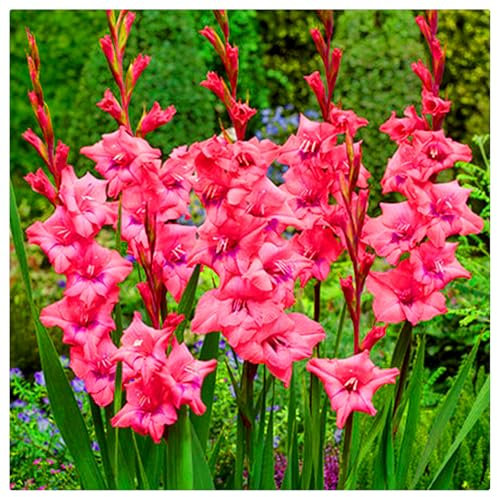 Excellent Display/Gladiolus Bulbs for Planting/Greening Flower/Cut Flowers/Good for Containers/Natural Organic-10 Bulbs-G