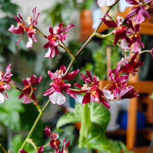 Semi di orchidea Oncidium, decorazione floreale d'appartamento regali sostenibili giardino di decorazione del soggiorno regali per gli amanti del giardino 600pcs