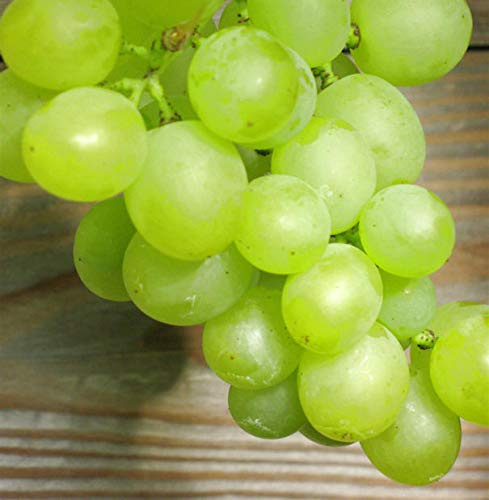 Weinrebe Lakemont kernlose Trauben 80-100cm - Vitis - lebende Gartenpflanze aus den Baumschulen