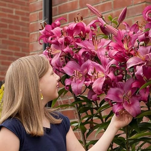 Baumlilie-Riesenlilie 'Rosa' - Frische, große und heilsame, frosthart,