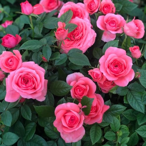 rosal semillas de de balcón rosas trepadoras Decoración orgánica balcones semillas silvestres sombra resistentes en macetas al 900semillas
