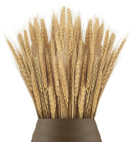 100 unidades de 40 cm de flores de trigo seco de flores de trigo seco ramo de hierba de trigo seco paquete de flores artificiales secas de trigo para chimenea, hogar, cocina, mesa de iglesia, boda