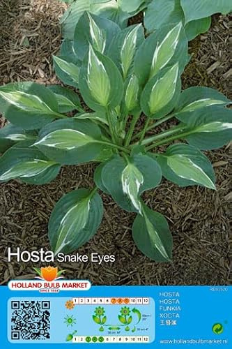 Hostarhizome : Hosta  Snake Eyes  winterhart 1 Rhizom