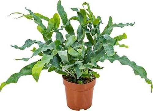 Helecho Plateado Natural Planta de Exterior Verde y Azul