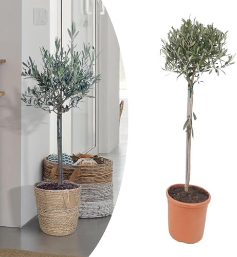 Happy Plants Olea Europaea Olivenbaum I 75 cm x ⌀17 cm, Oliven Baum Winterhart klein Pflanze Zimmerpflanze Balkonpflanzen Bonsai, Olive Tree Mediterran, frisch aus unserer Gärtnerei (ohne Topf)