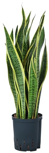 Dehner Bogenhanf in Hydrokultur, gelb-grünes Laub, ca. 75 cm, Ø 18 cm | Sansevieria trifasciata var. laurentii, inkl. Wasserstandsanzeiger, sukkulente Zimmerpflanze, für helle Standorte