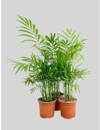Garden Center Shop | Pack 3 Plantas Chamaedorea Elegans M9 | Palma de Interior Purificadora | Fácil Cuidado y Gran Durabilidad | Ideal Hogar y Oficina