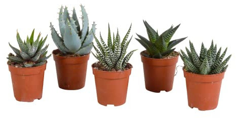 Suculentas | Gasteria/Haworthia Mix | 5 piezas | varias variedades | Ø 5,5 cm | 8-13 cm | Plantas de interior de fácil cuidado