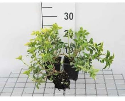 12 x Pachysandra term. Green Sheen - Dickmännchen - Topf 9 cm x 9 cm