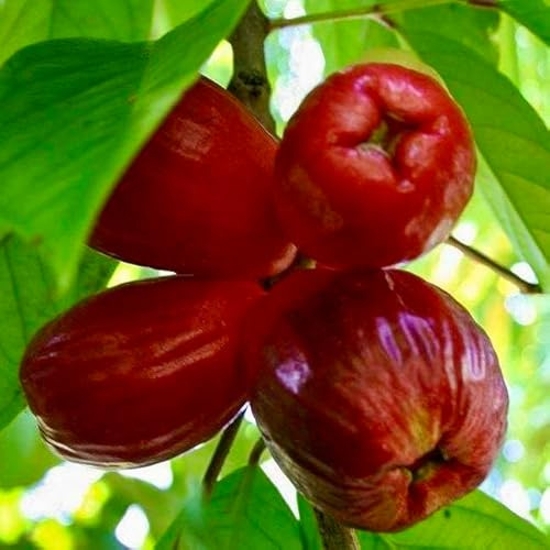 Red Rose Apple (Syzygium jambos) Fruit Tree 12″- 24″ Tropical Plantae