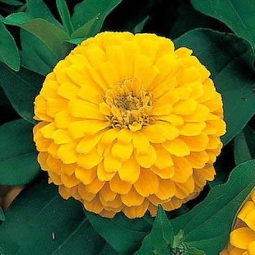 ZINNIA A FIOR DI DAHLIA GIALLO NR.100 SEMI