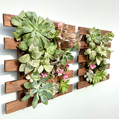 ShopLaLa Jardinera de Pared – Pack de 2 Decoraciones de Pared de Madera para Plantas suculentas, orquídeas de Aire Vivo, Soporte de Pared para Interiores y Exteriores, decoración de Pared, balcón