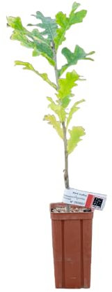 Chêne cerris de 2 ans - Pépinière de Puymège - Plant truffier mycorhizé à la truffe du Périgord - Tuber mélanosporum