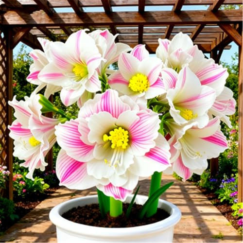 Duftintensive Amaryllis – Sanfter Florenduft als einladende Eingangszier-2zwiebeln-I