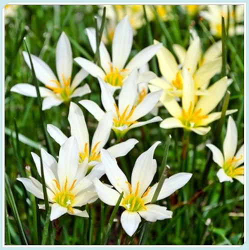 Bulbos de Lirio de Lluvia-Resistente a la Sequía -Zephyranthes cándida bulbos- Ideal para Borduras y Rocalizas-10 Bulbos