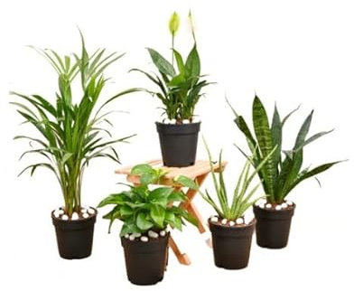 DECOALIVE Pack 5 Plantas de Interior Purificadoras del Aire Plantas Que Enriquecen el Oxígeno