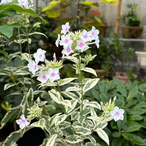 phlox bodendecker - gewächshaus balkon deko gartenpflanzen winterhart 1200samen