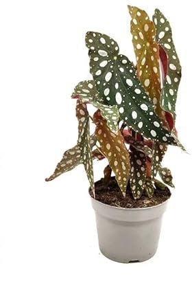 Begonia Alas Ángel - Maculata - Begonia Planta de Interior