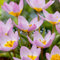 Plant in a Box - Tulipa bakeri Lilac Wonder - Bulbes de tulipes - Set de 100 - Bulbes à floraison précoce pour le jardin - Splendeur hollandaise