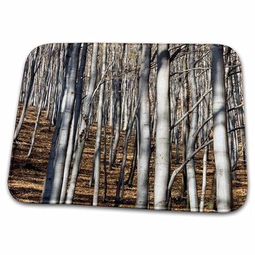 3dRose Bathroom Bath Rug Mat - Common Beech Trees, Buekk National Park, Hungary - EU13 MZW0380 - Martin Zwick Trees