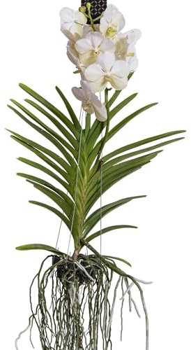 Plant in a Box - Orchidée Vanda - Blanc - L - Hauteur 60cm