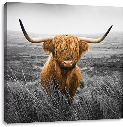 Pixxprint Highland Rind mit großen Hörnern Steppe B&W Detail, Größe: 60x60 cm, Leinwandbild Quadratisch, Wandbild, Kunstdruck, fertig bespannt