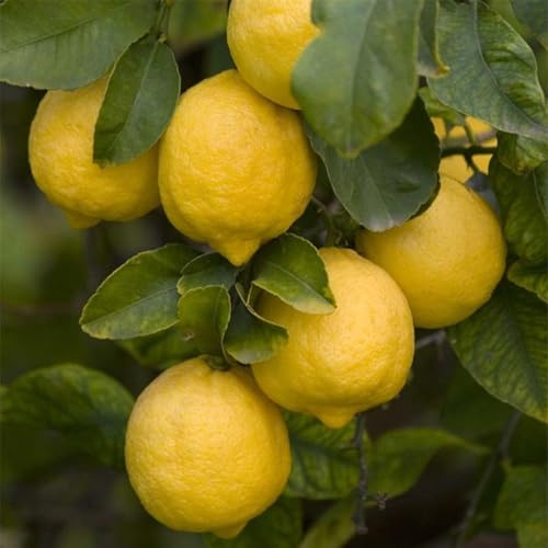 PIANTA DI LIMONE 4 QUATTRO STAGIONI LUNARIO CM 140/150 (foto reali) IN FITOCELLA (Femminello Siracusano 2KR)