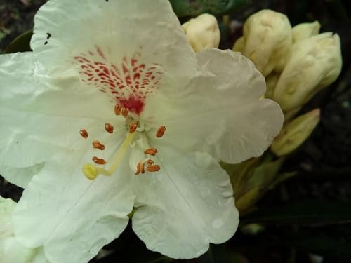 Großblumige Alpenrose Breslau - Rhododendron hybride Breslau - 30-40cm