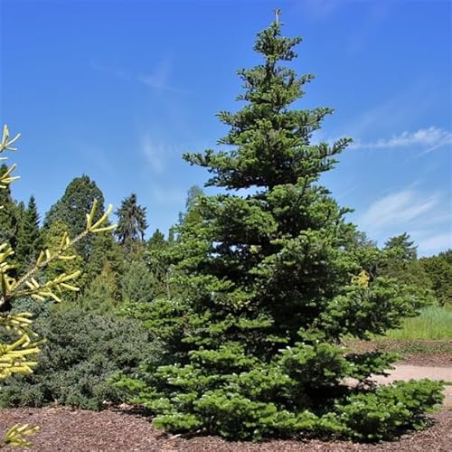 Koreanische Tanne (Abies koreana) 40–50 cm – Zwerg-Nadelbaum im Topf – Immergrün, winterhart, pflegeleicht – Ideal für Garten, Balkon & Kübelbepflanzung