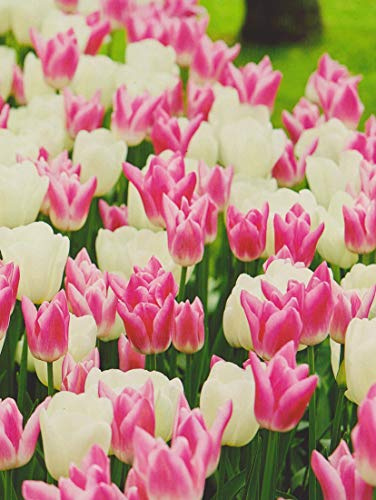 Tulpen weiß/rosa Mix Tulpenzwiebeln (20 Blumenzwiebeln)