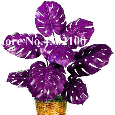 Seeds. 50 pcs Mixed Palm Turtle Bonsai Leaves, Monstera vase seedssSeedss Bonsai, Monstera ceriman, Perennial Mixed Rare Flower: 9: Only Seeds