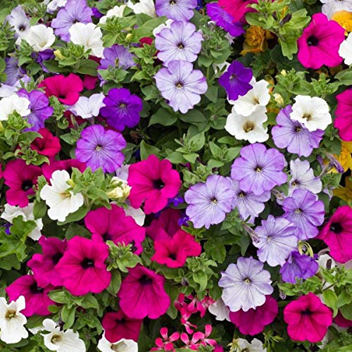 500 Petunia Hybrida Pendula Trailing Balcony Mixed Seeds - 500 Seeds
