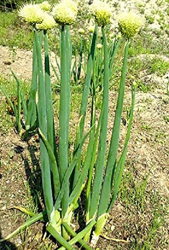 Seeds of Allium fistulosum - Korean Dae-pa Onion - 120 Days. Non-bulbing Specialty Onion That Looks Like a Leek!