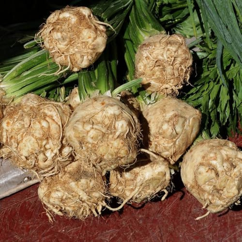 semillas de apio nabo orgánicas - raras interior cobertura del 400pcs