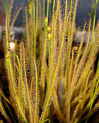 Portal Cool Far Passare Foglia Drosera Drosera filiformis Leaved Hardy perenne Carnivora 10 Seed