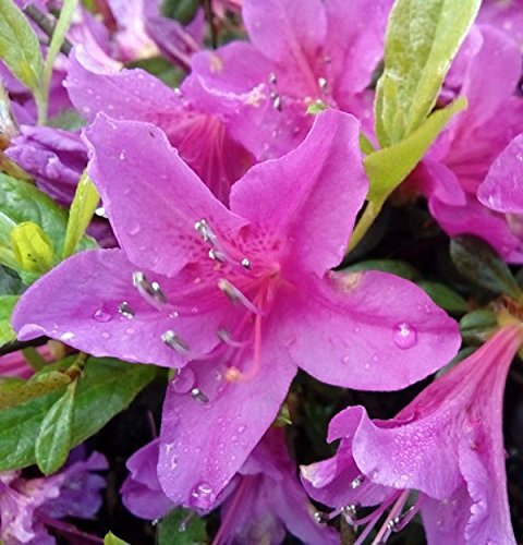 Kriechende Immergrüne Zwerg Azalee Kakadu 25-30cm - Rhododendron nakaharai - lebende Gartenpflanze aus den Baumschulen