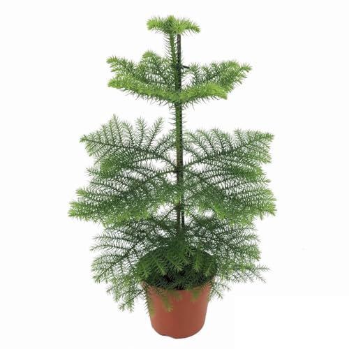 Plant in a Box - Araucaria Heterophylla - Norfolk Pine - Height 45-55cm - Real Indoor Houseplant - Room Pine - Pot 14cm
