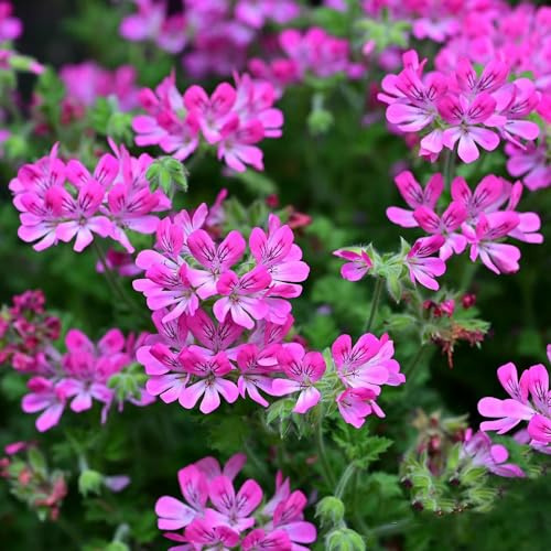 Geranio limone biologico - gerani profumati - balcone decorazioni da giardino per esterni tappezzanti serre balcone giardino 50semi