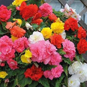 Mélange de graines de fleurs de bégonia paquet de 100 graines