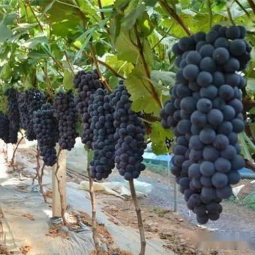 Grapevines, Both Ornamental and Fruit-Bearing, Suitable for Home Gardens，Hardy Perennial, Excellent Display-X-2Bulbs