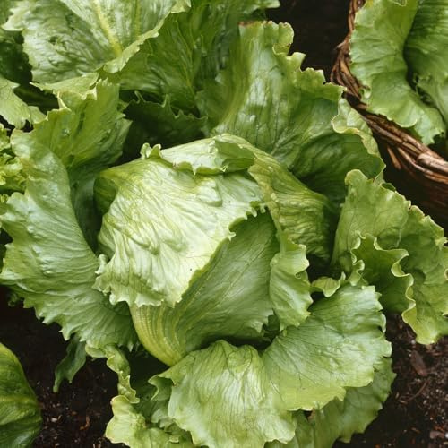 semillas de lechuga iceberg resistentes en frescas de lechuga iceberg de balcón de invernadero, para bancales elevados 500pcs