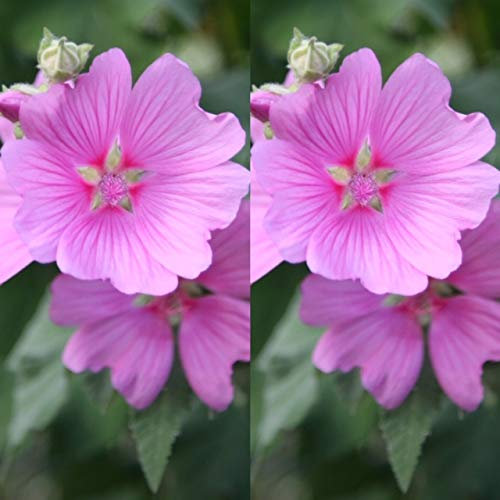 Carbeth Plants 2 x Lavatera Rosea in 9cm Pots - Tree Mallow Plant