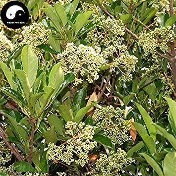 Venta semi di Ilex Chinensis Albero 60 piezas pianta Semillas de acebo para el cinese Dong Qing